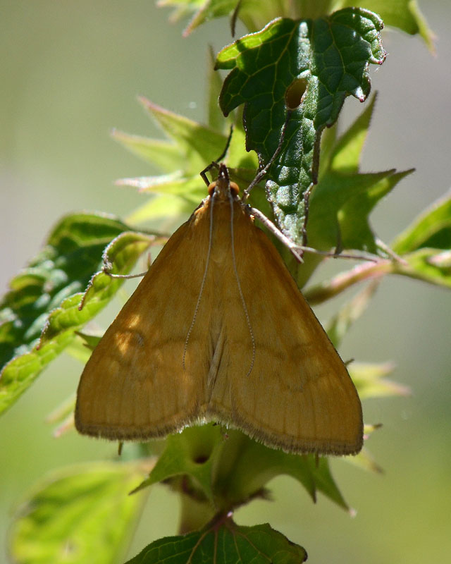 Crambidae Mecyna lutealis ?